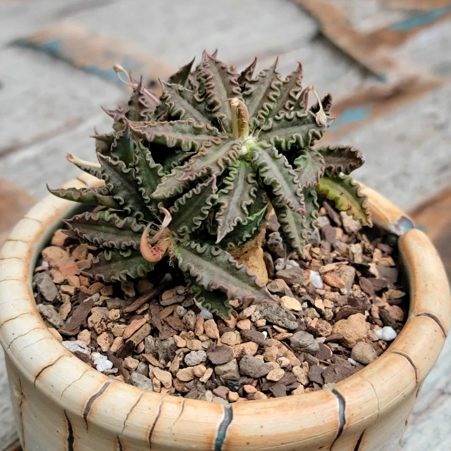 Euphorbia tulearensis