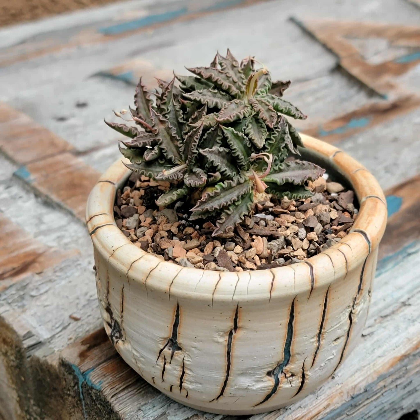 Euphorbia tulearensis
