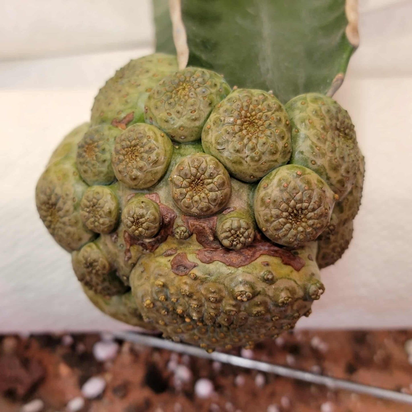 Euphorbia turbiniformis - HUGE - So many heads!!