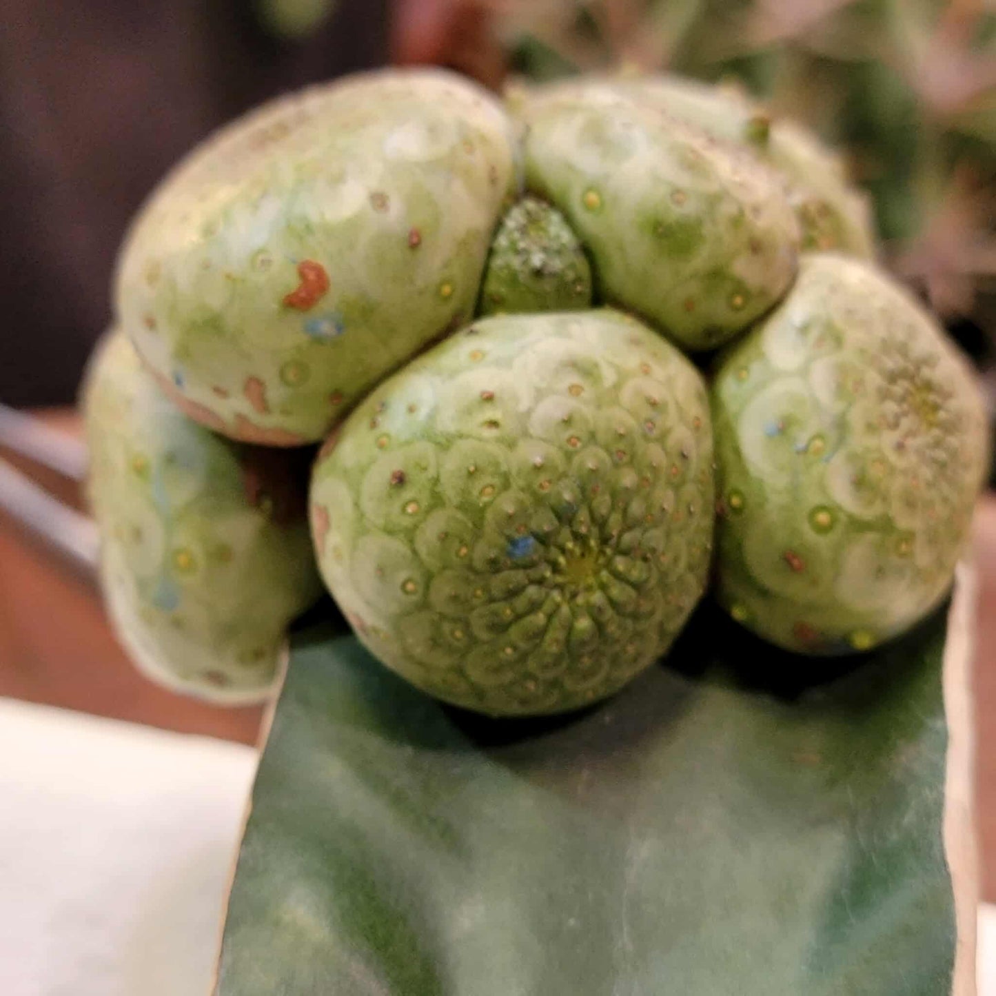 Euphorbia turbiniformis - HUGE - So many heads!!