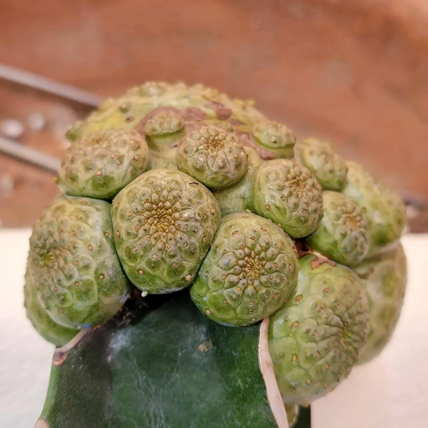 Euphorbia turbiniformis - HUGE - So many heads!!