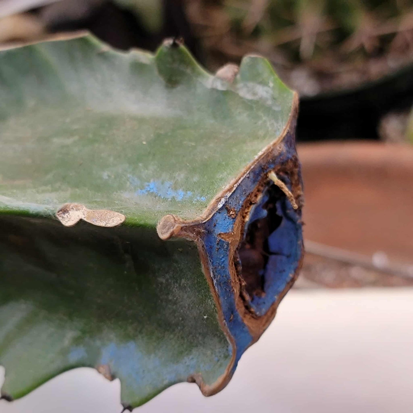 Euphorbia turbiniformis - HUGE - So many heads!!