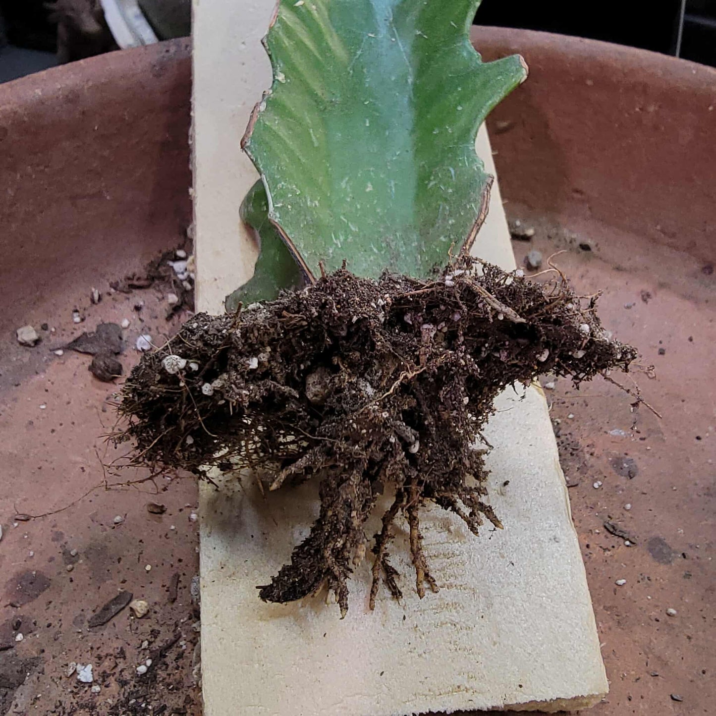 Euphorbia turbiniformis monstrosus