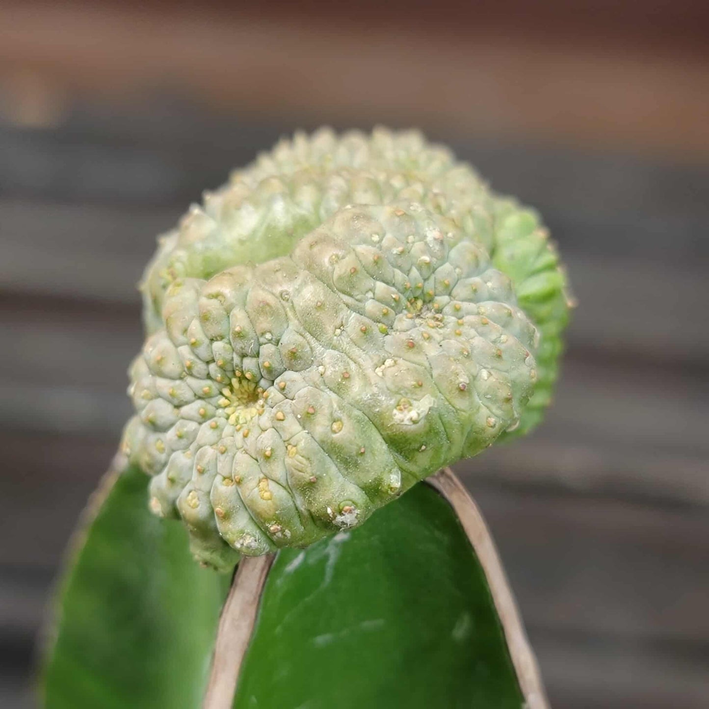 Euphorbia turbiniformis monstrosus