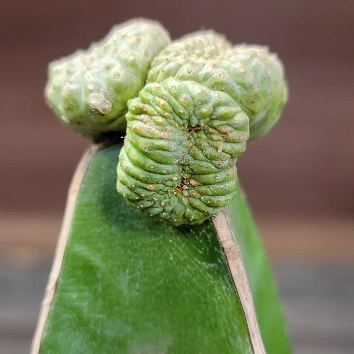 Euphorbia turbiniformis monstrosus