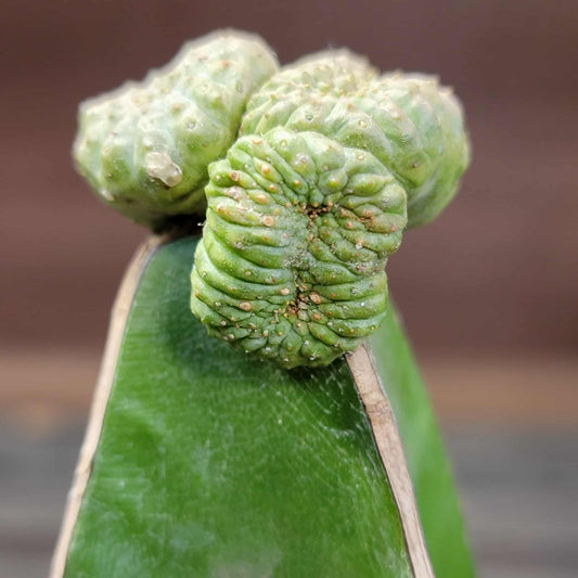 Euphorbia turbiniformis monstrosus