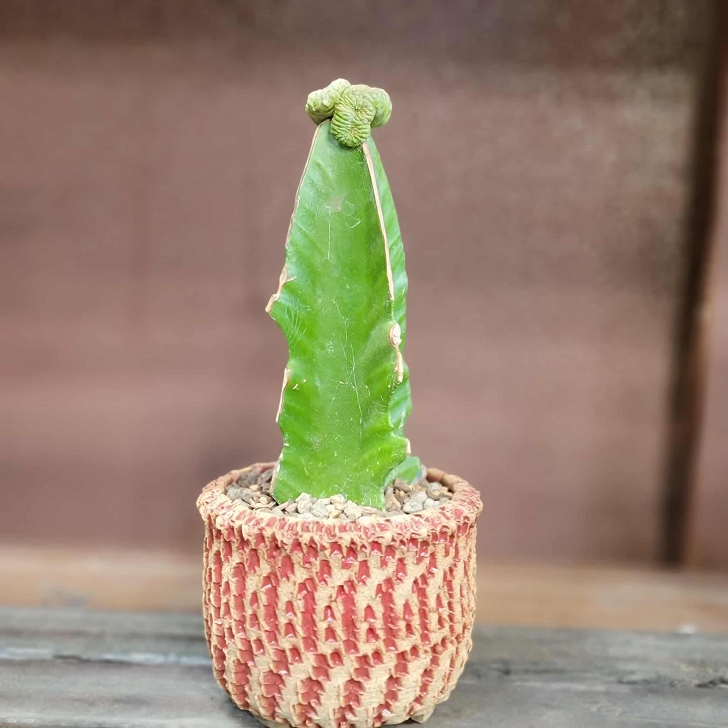 Euphorbia turbiniformis monstrosus