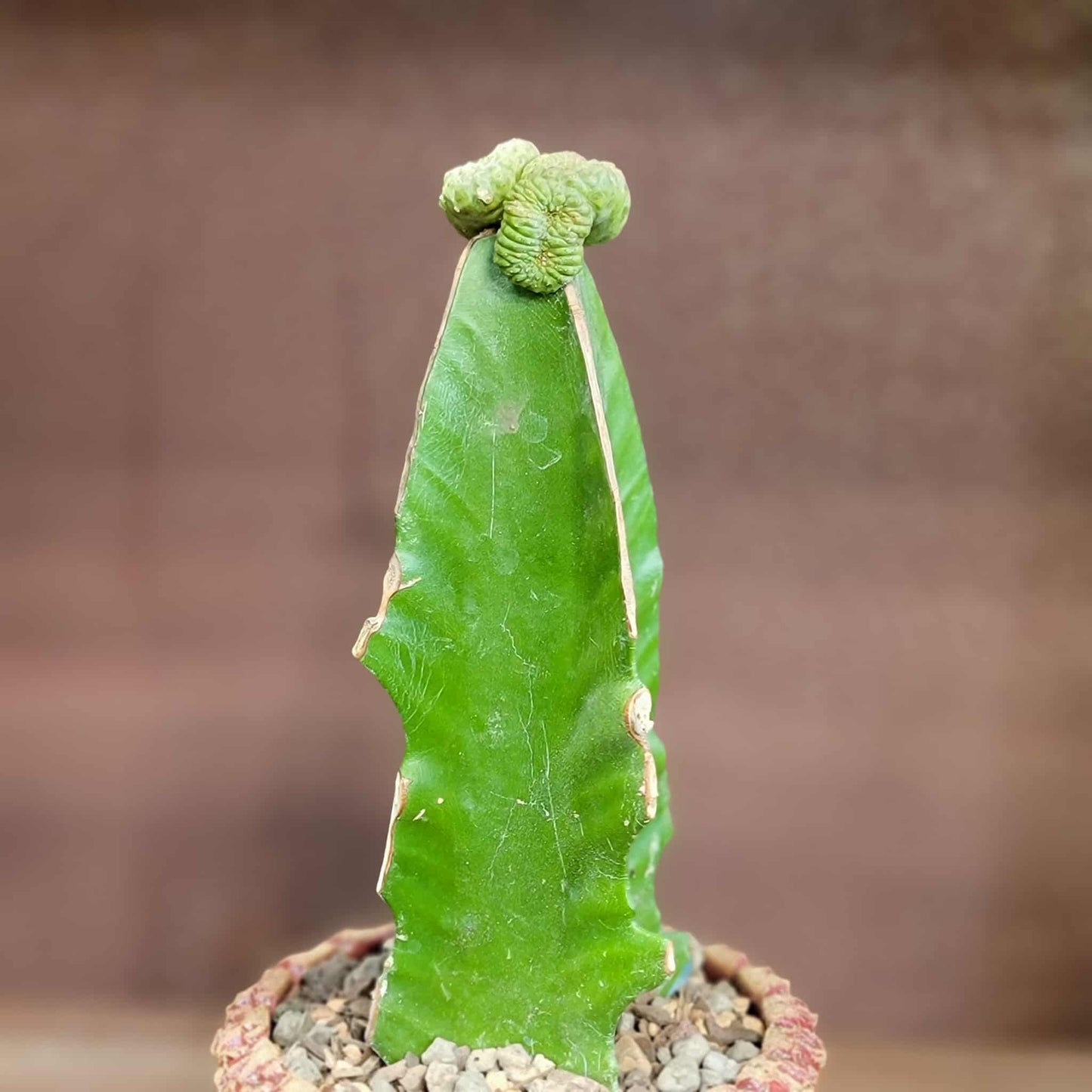 Euphorbia turbiniformis monstrosus