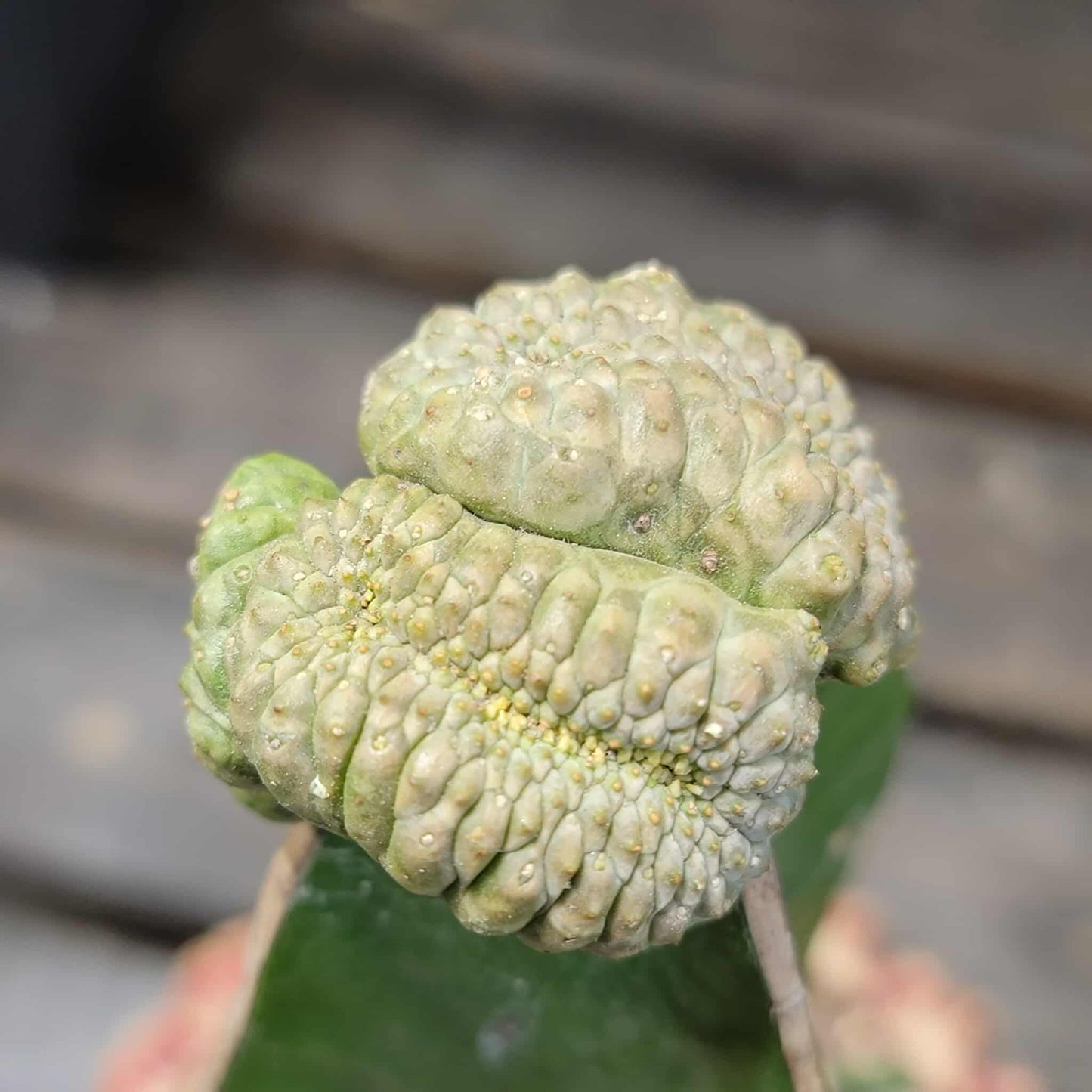 Euphorbia turbiniformis monstrosus