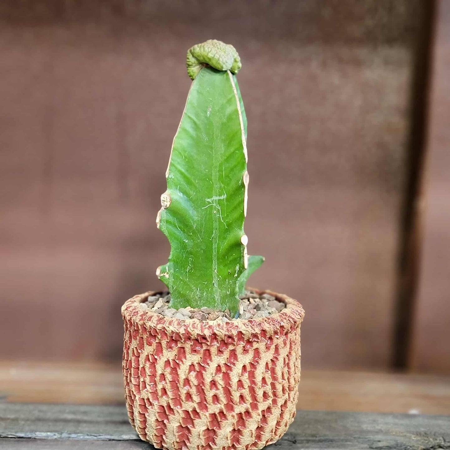 Euphorbia turbiniformis monstrosus