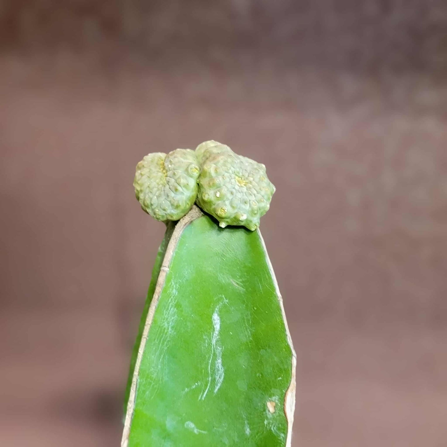 Euphorbia turbiniformis monstrosus