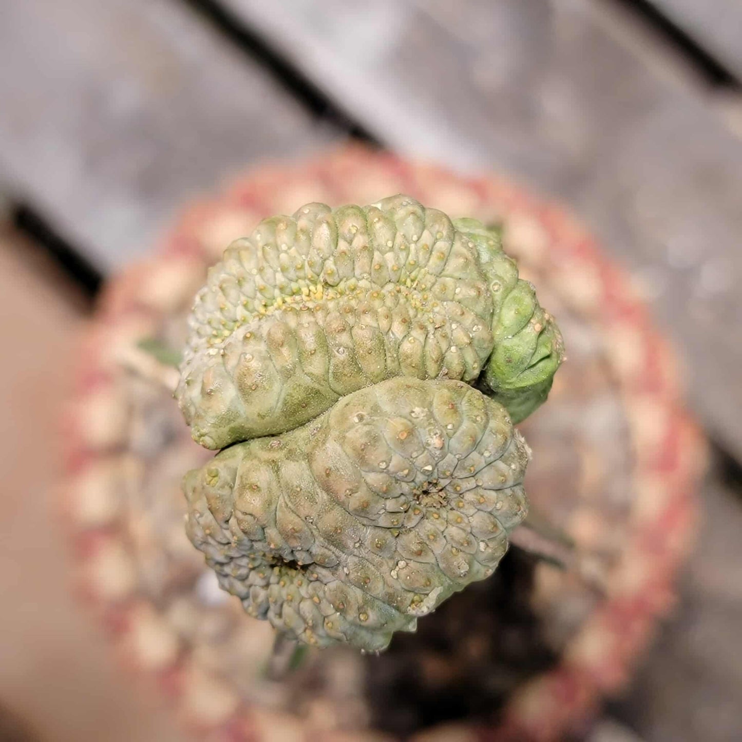 Euphorbia turbiniformis monstrosus