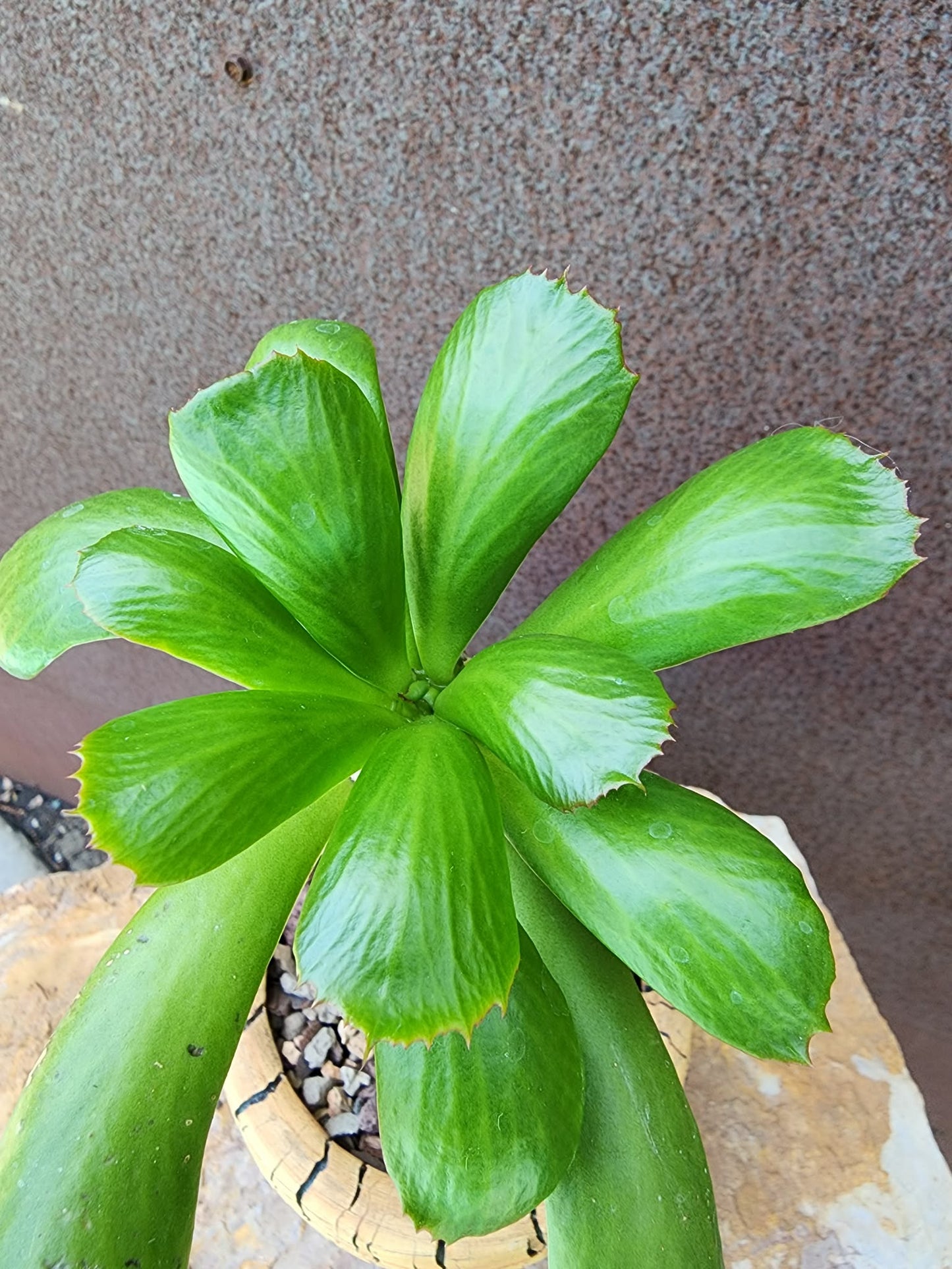 Euphorbia unispina