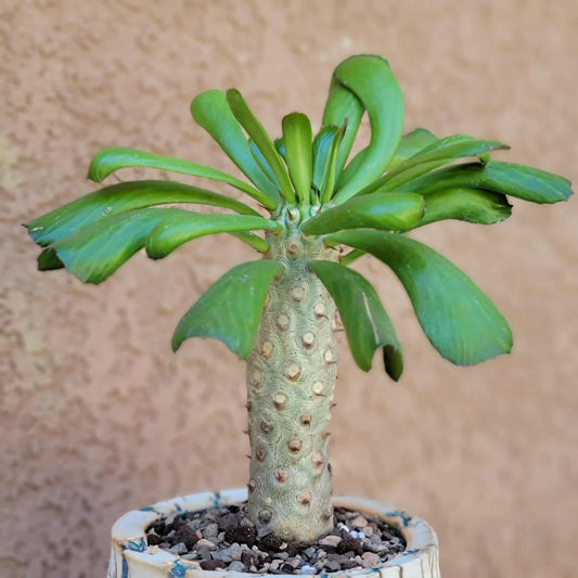Euphorbia unispina