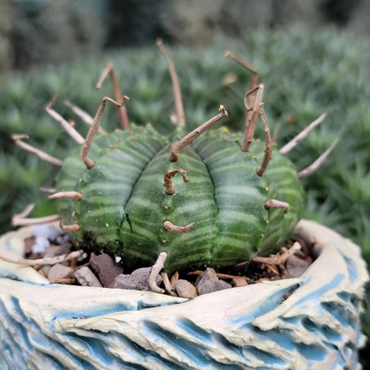 Euphorbia valida