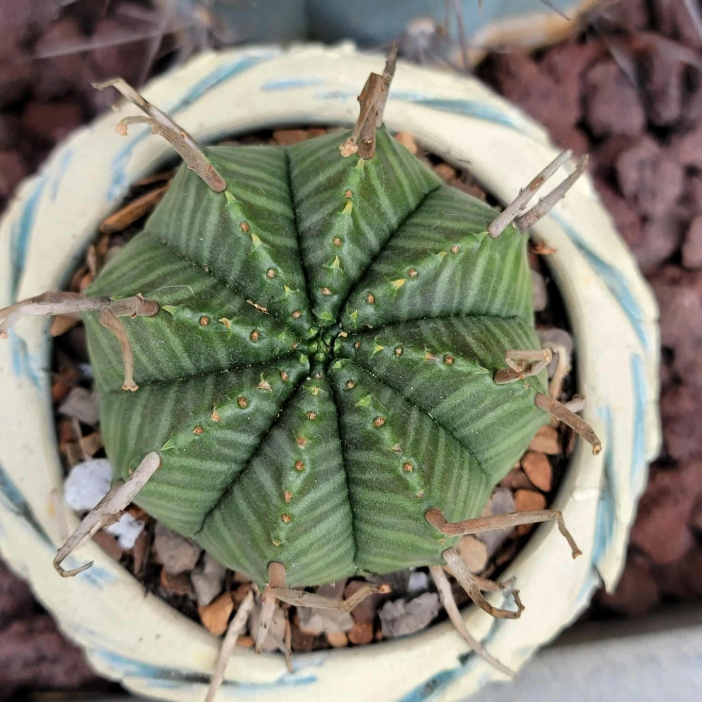 Euphorbia valida