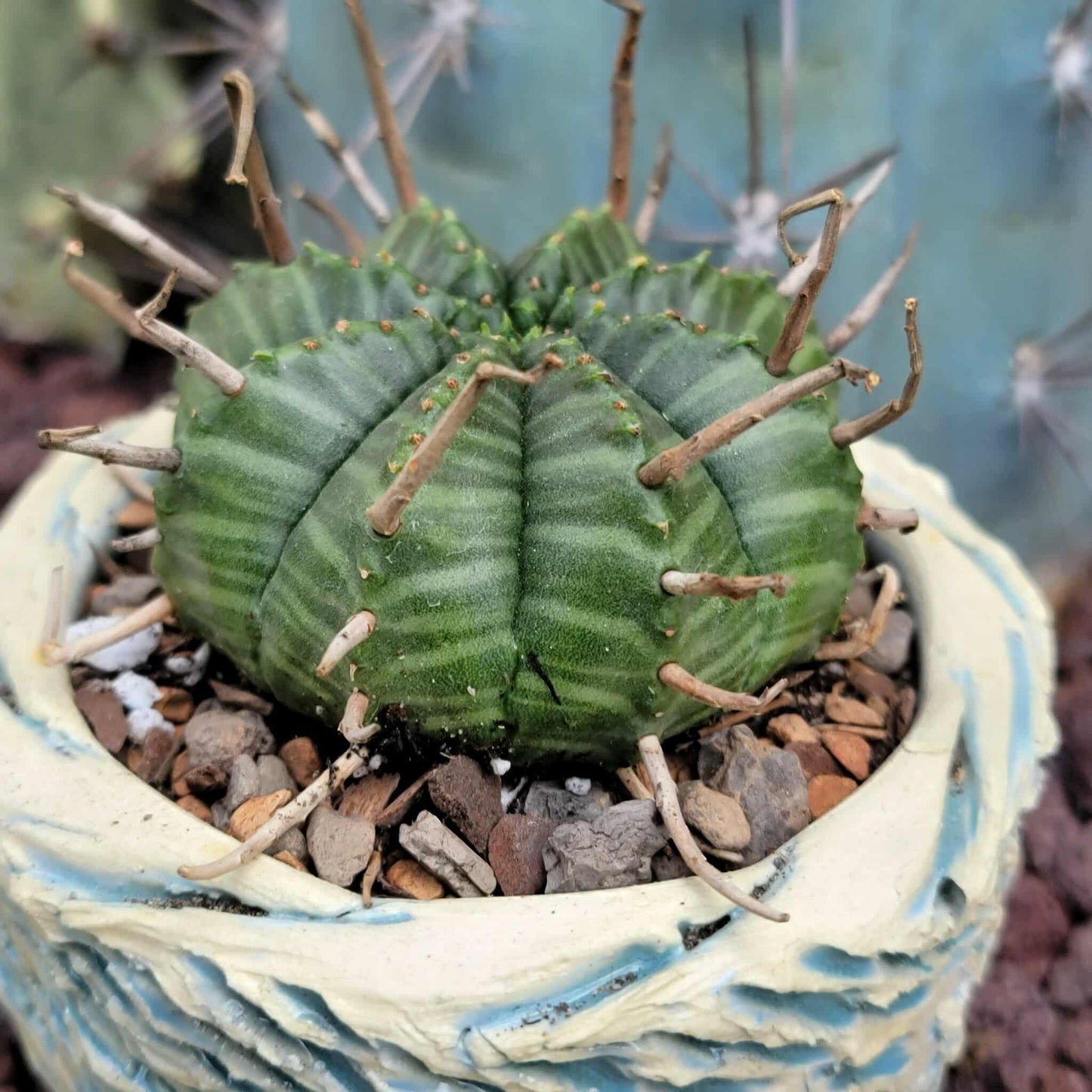 Euphorbia valida