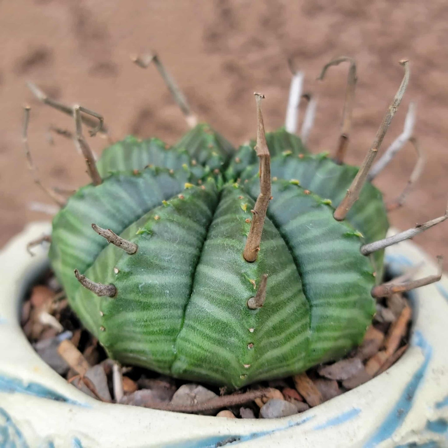 Euphorbia valida