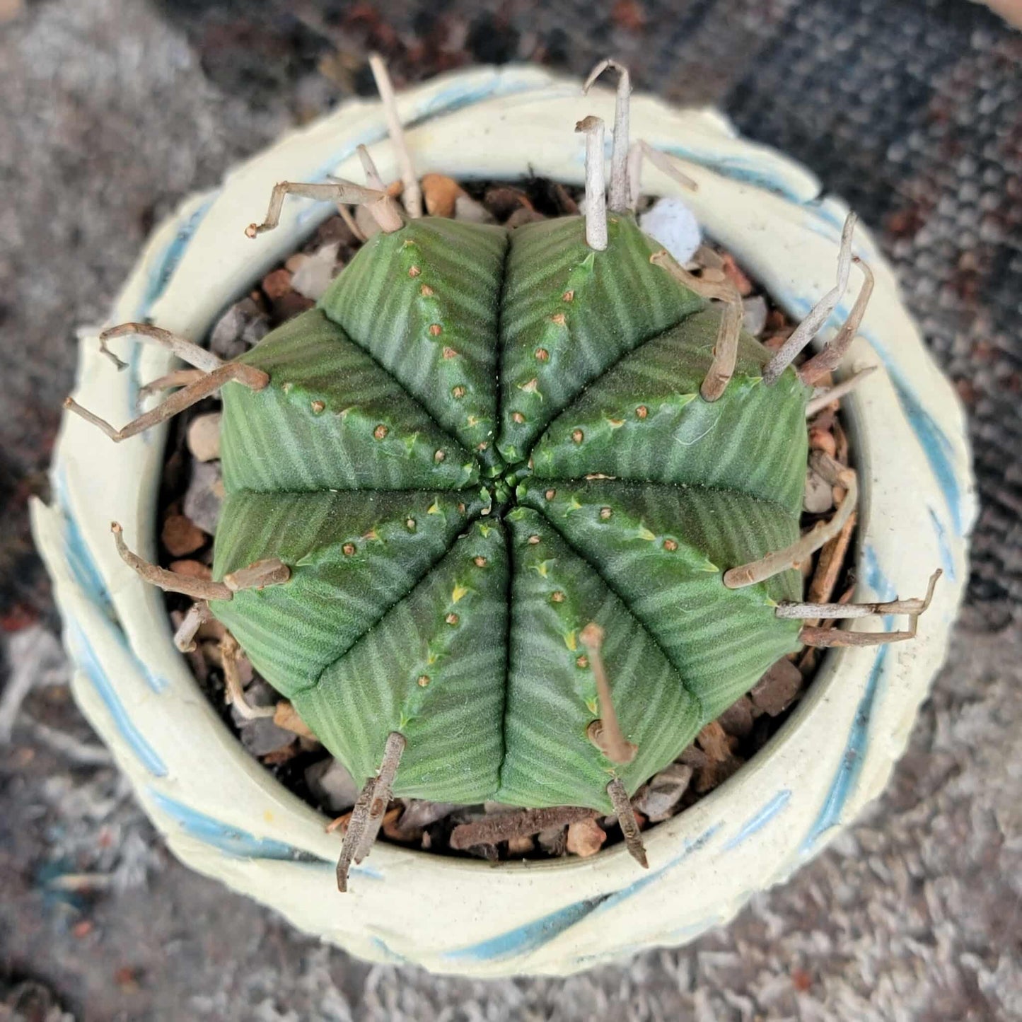 Euphorbia valida