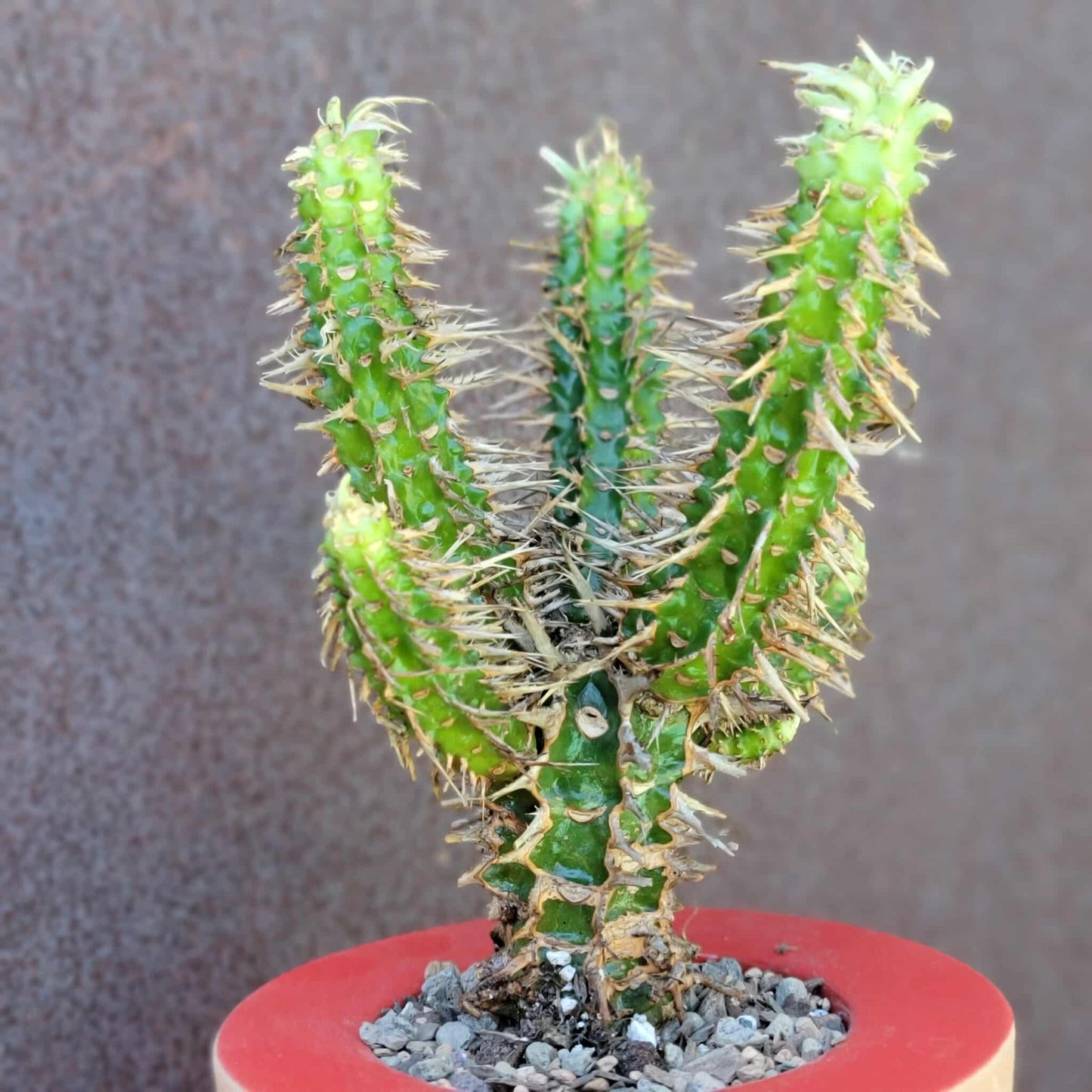 Euphorbia viguieri var. capuroniana - Multi-Branched