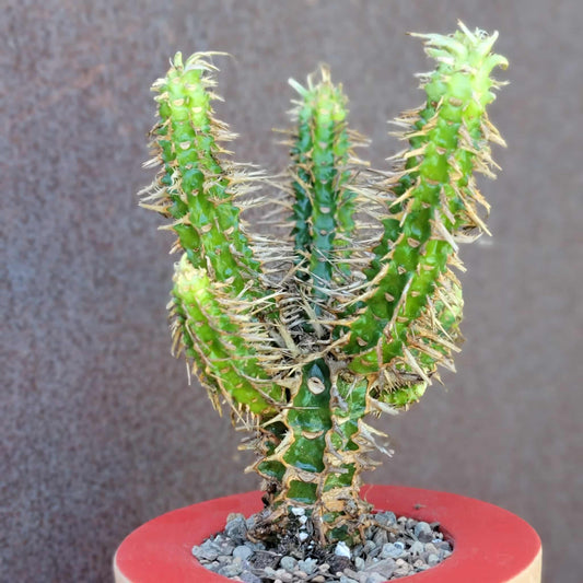Euphorbia viguieri var. capuroniana - Multi-Branched