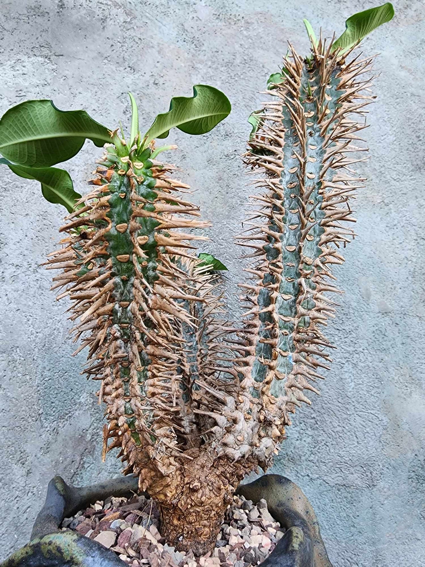 Euphorbia viguieri var. capuroniana - Multi-Branched