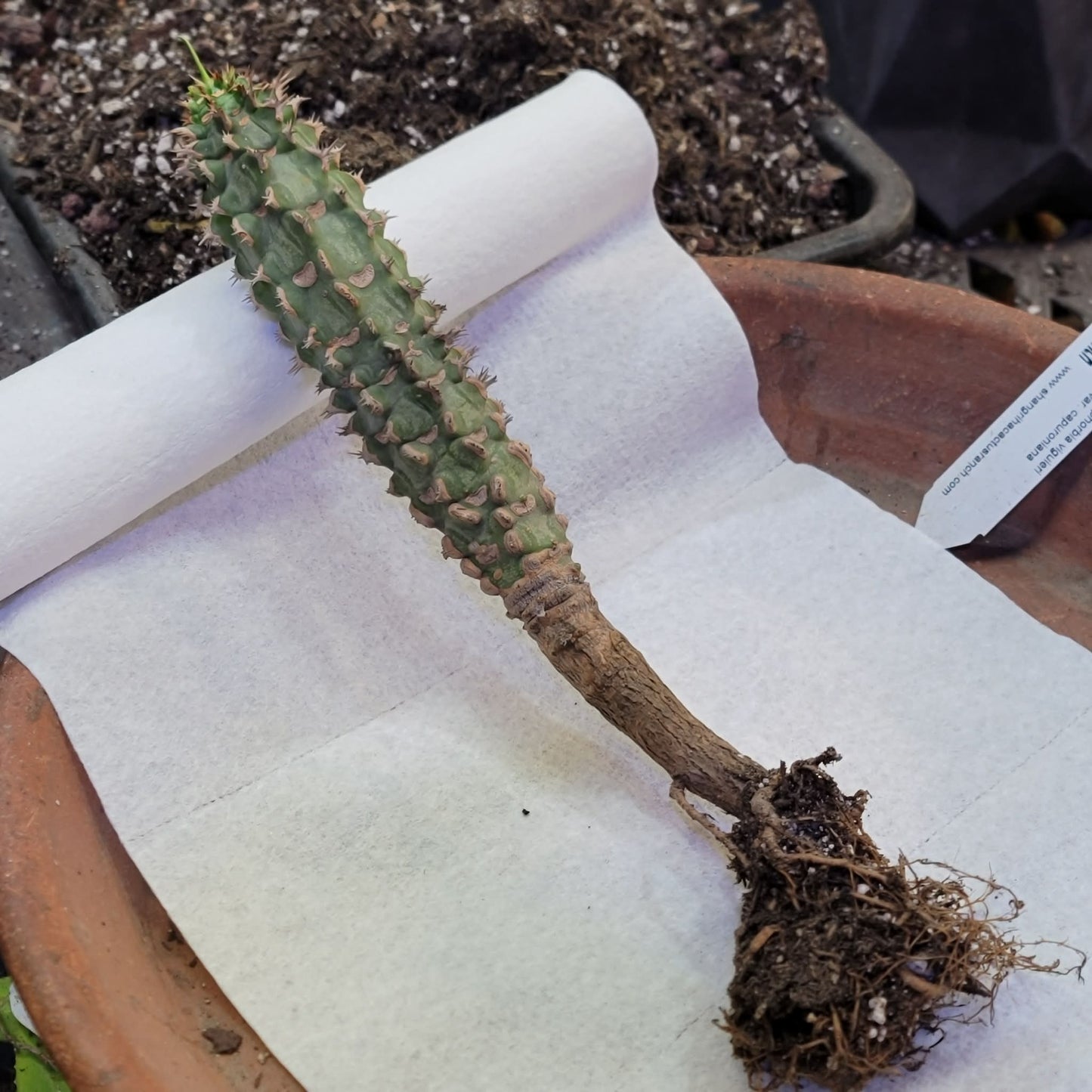 Euphorbia viguieri var. capuroniana