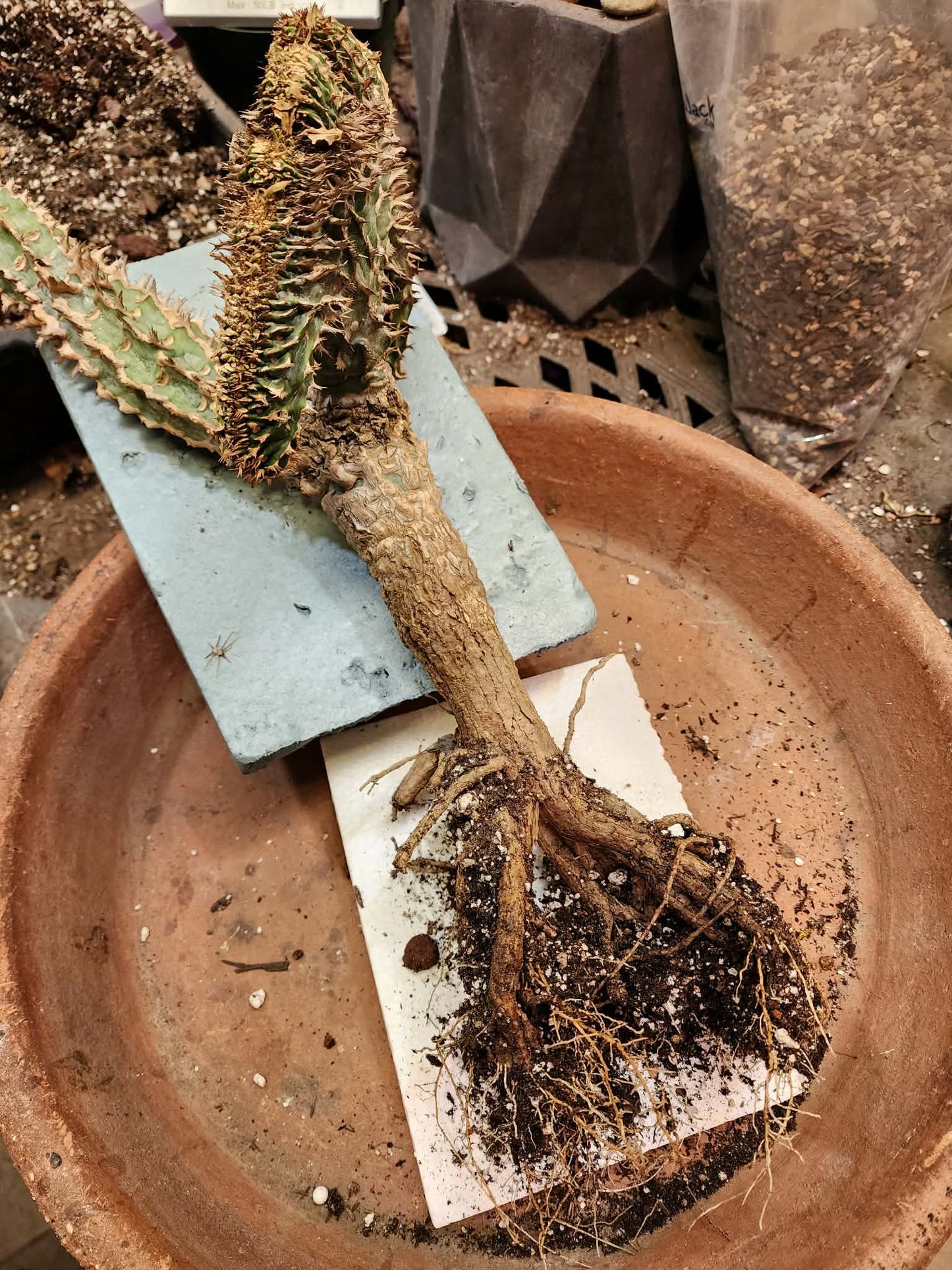 Euphorbia viguieri var. capuroniana cristata (Last one!)