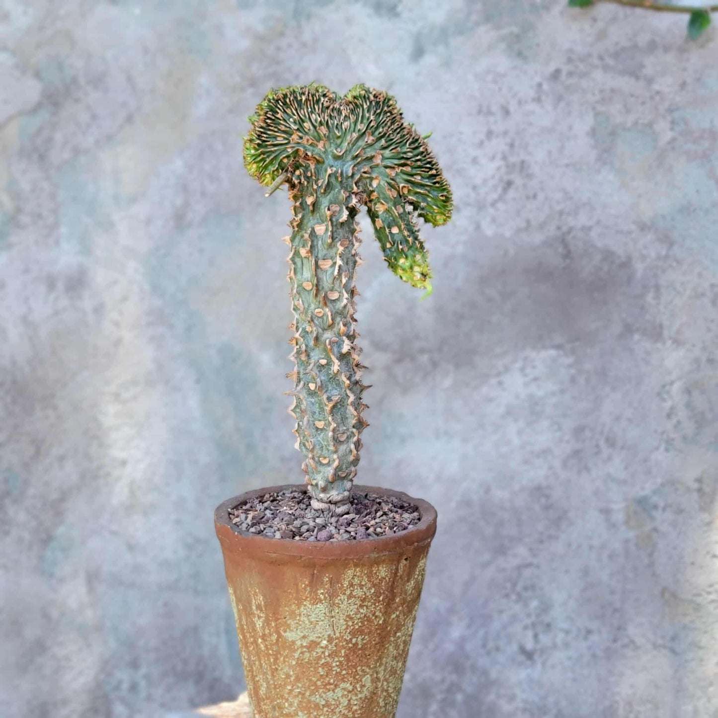 Euphorbia viguieri var. capuroniana cristata