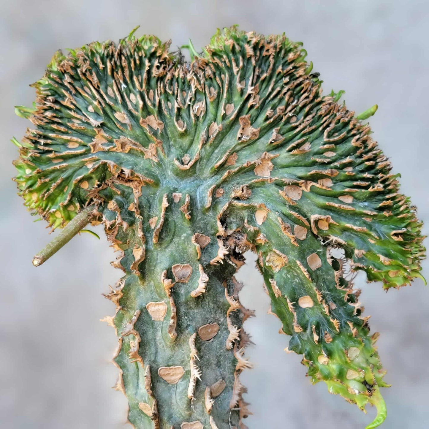Euphorbia viguieri var. capuroniana cristata
