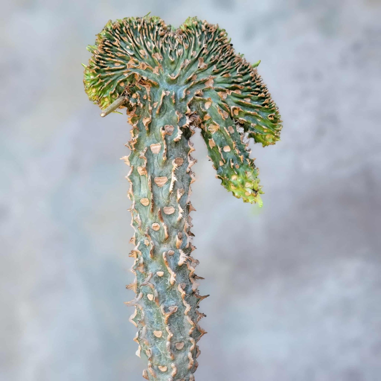 Euphorbia viguieri var. capuroniana cristata