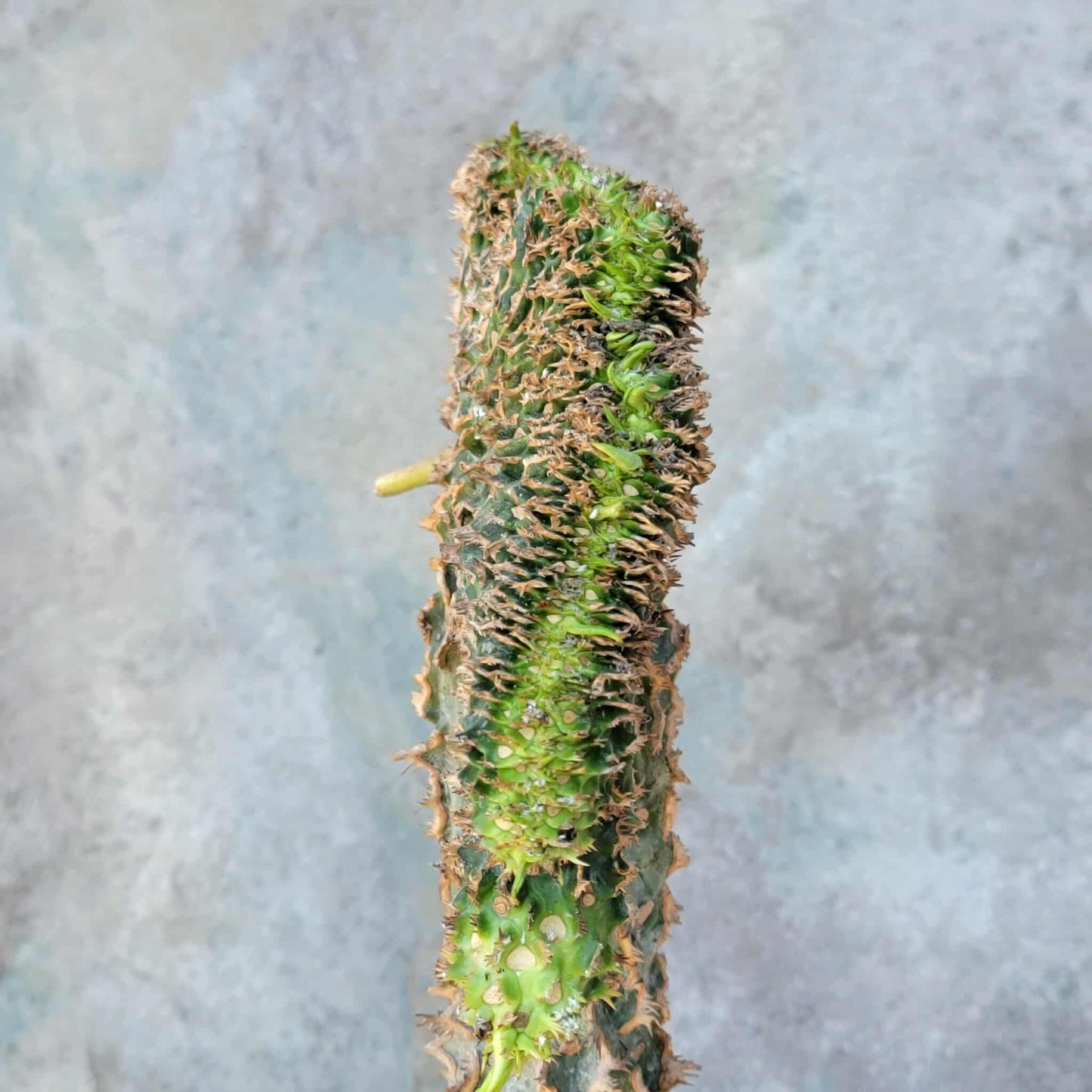 Euphorbia viguieri var. capuroniana cristata