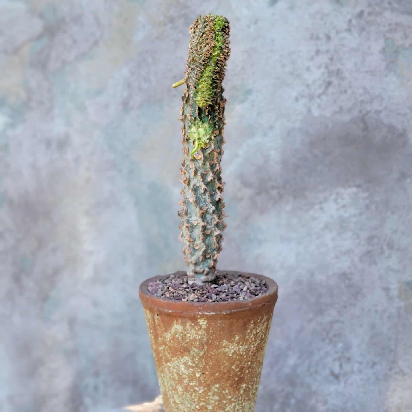 Euphorbia viguieri var. capuroniana cristata