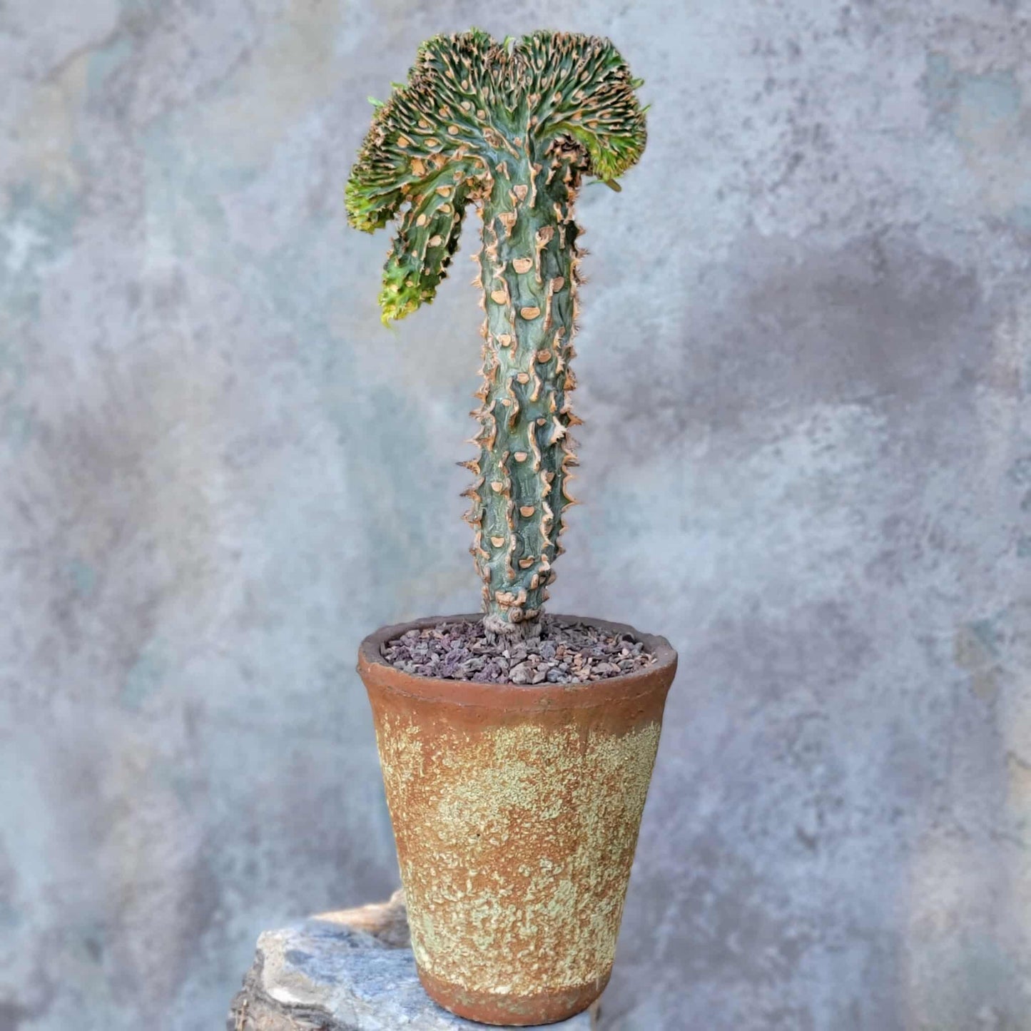 Euphorbia viguieri var. capuroniana cristata