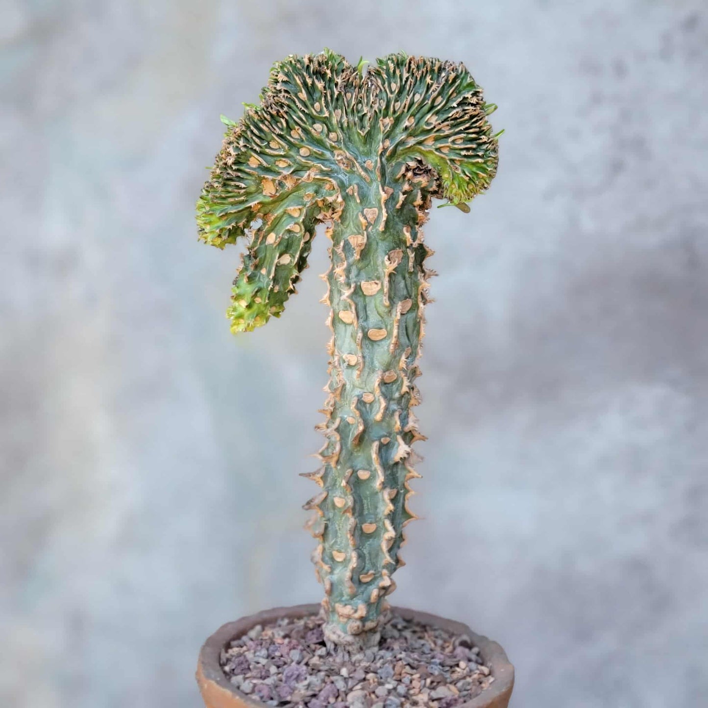 Euphorbia viguieri var. capuroniana cristata