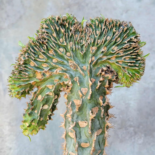 Euphorbia viguieri var. capuroniana cristata