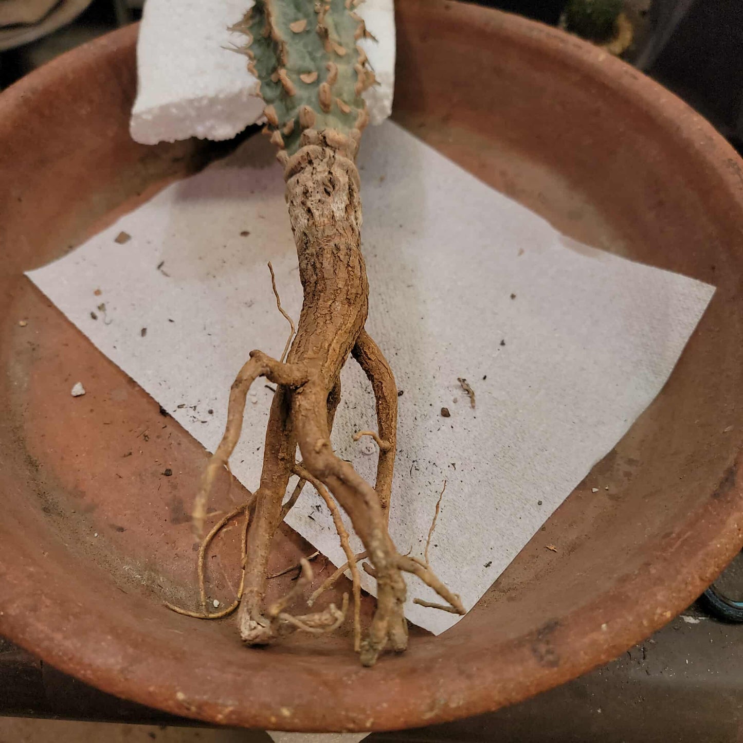 Euphorbia viguieri var. capuroniana cristata