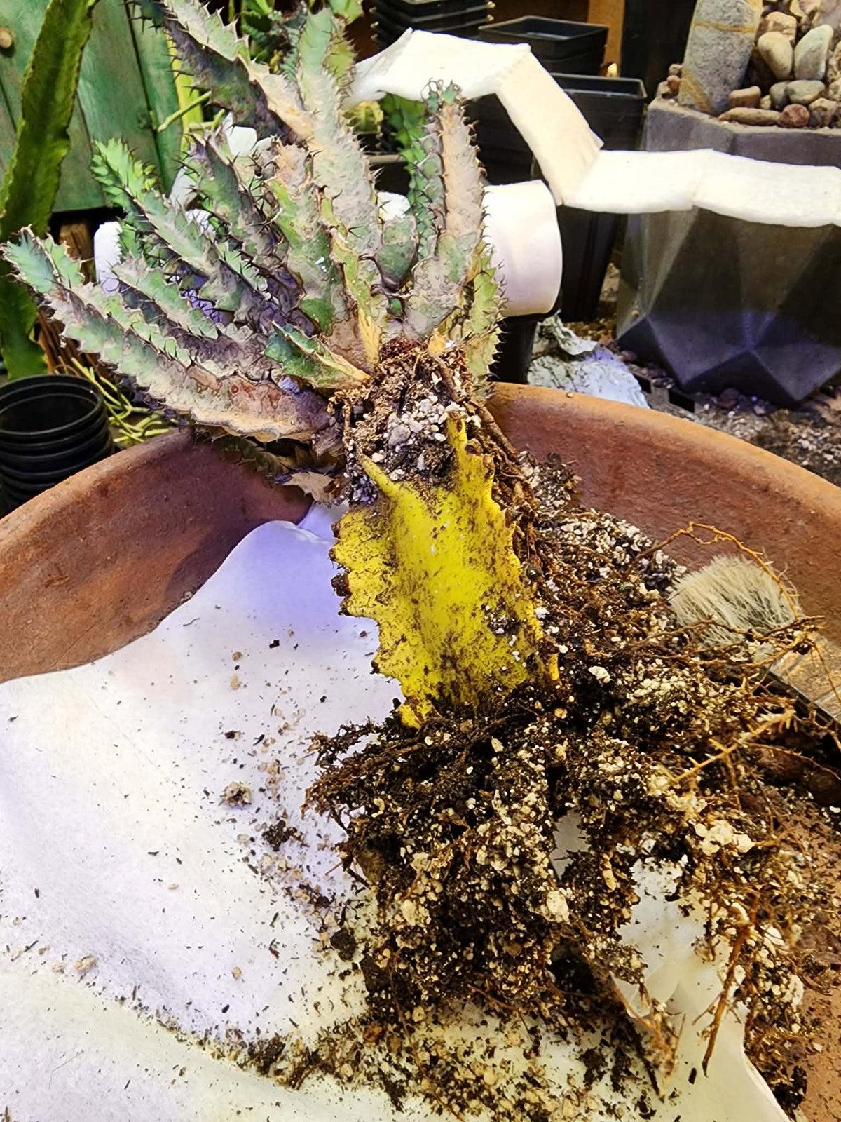 Euphorbia zoutpansbergensis - 3 Feet Tall!