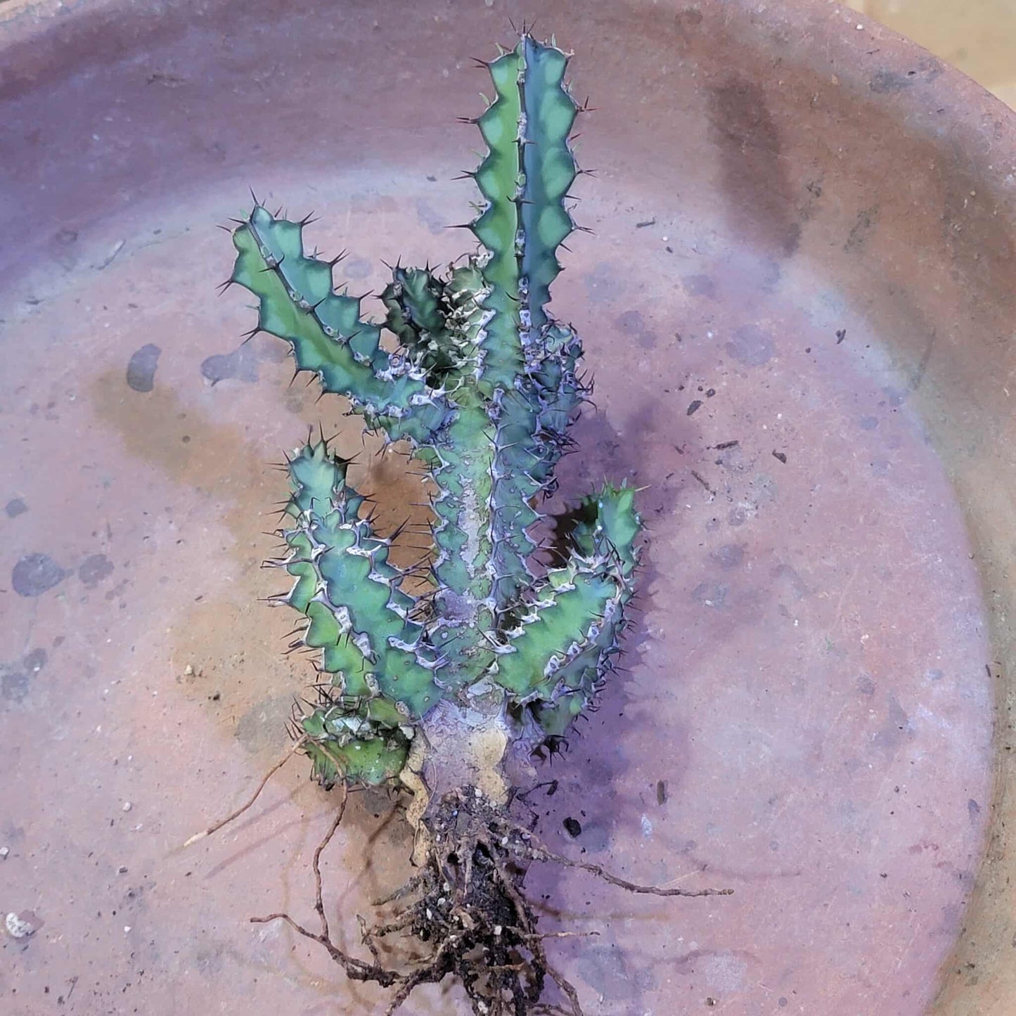 Euphorbia zoutpansbergensis