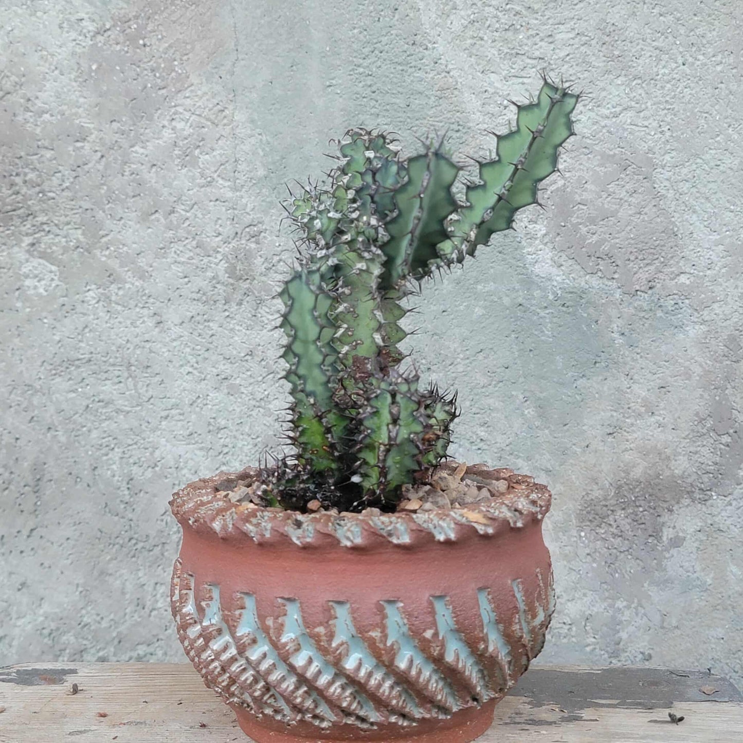 Euphorbia zoutpansbergensis