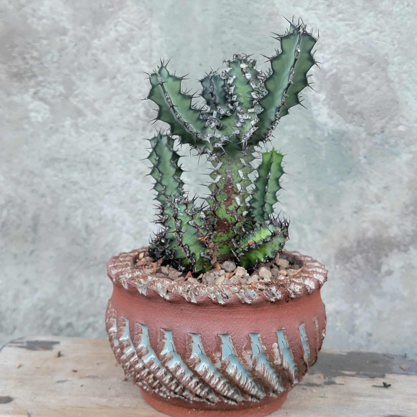 Euphorbia zoutpansbergensis