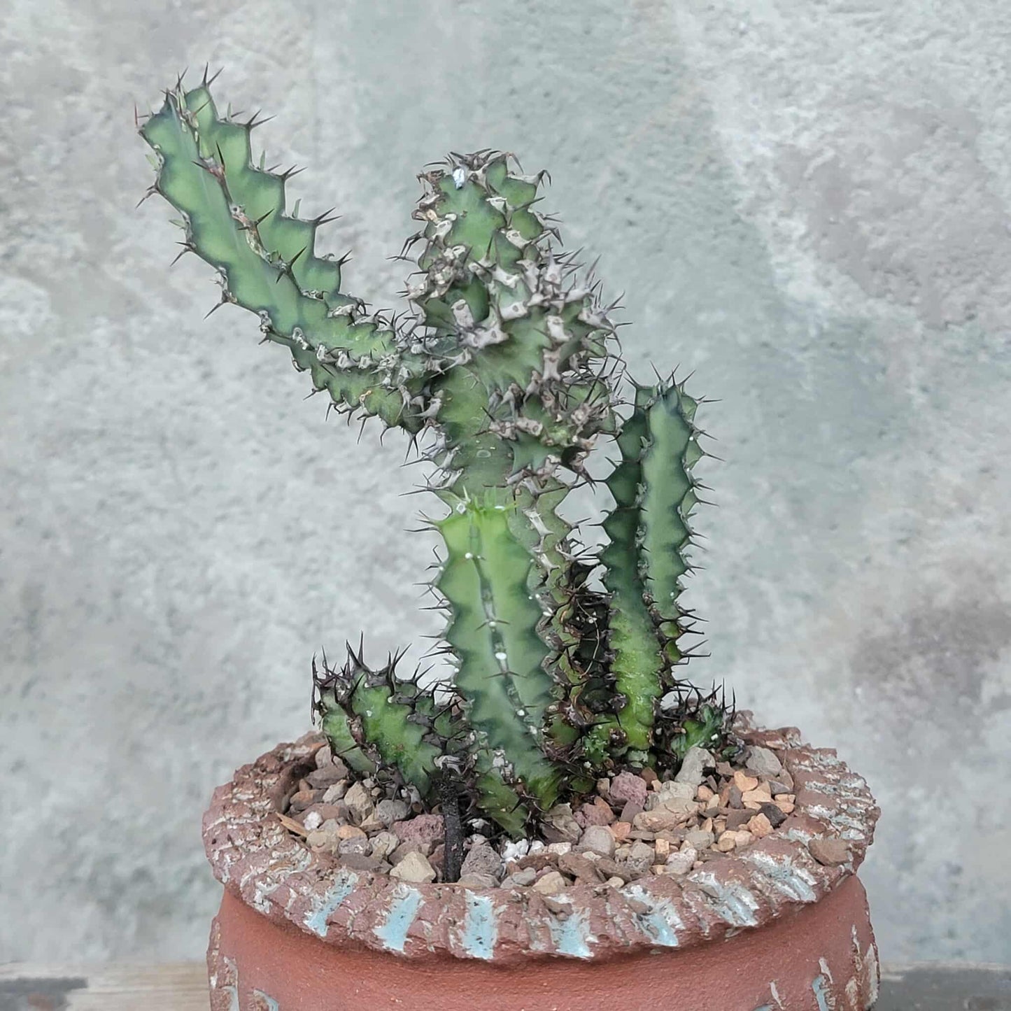 Euphorbia zoutpansbergensis