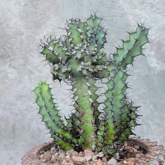 Euphorbia zoutpansbergensis