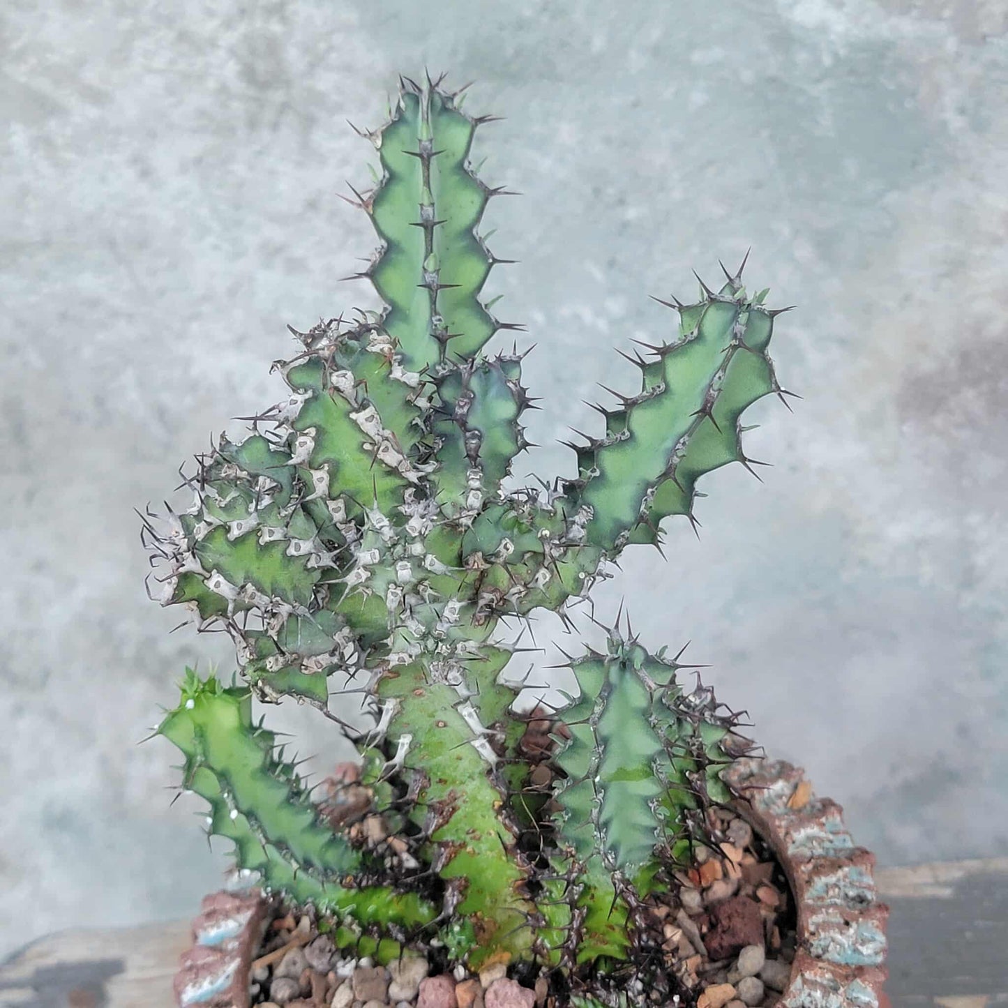 Euphorbia zoutpansbergensis