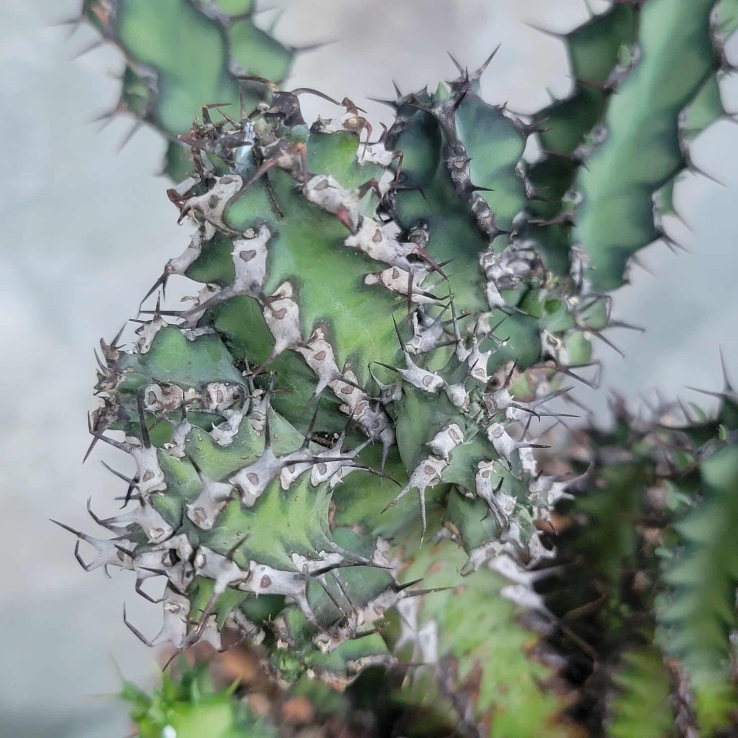 Euphorbia zoutpansbergensis
