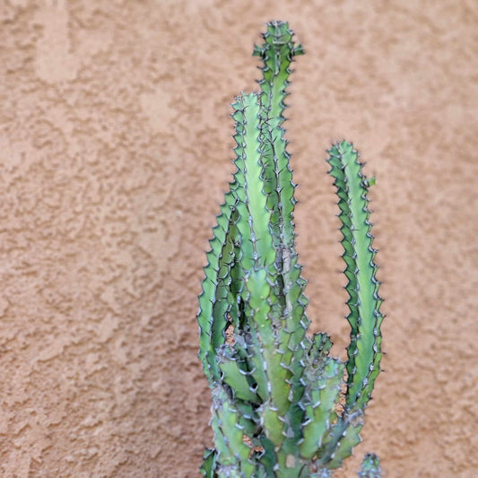 Euphorbia zoutpansbergensis