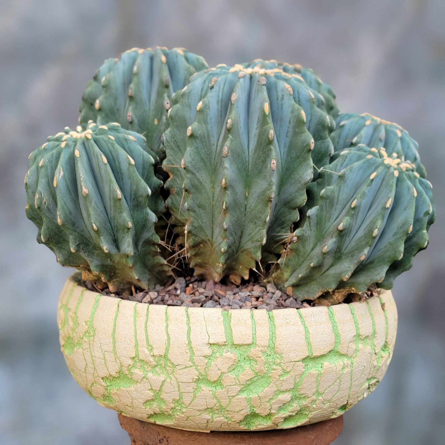 Ferocactus Glaucescens Inermis - Blue Barrel Cactus - Huge Cluster - Old