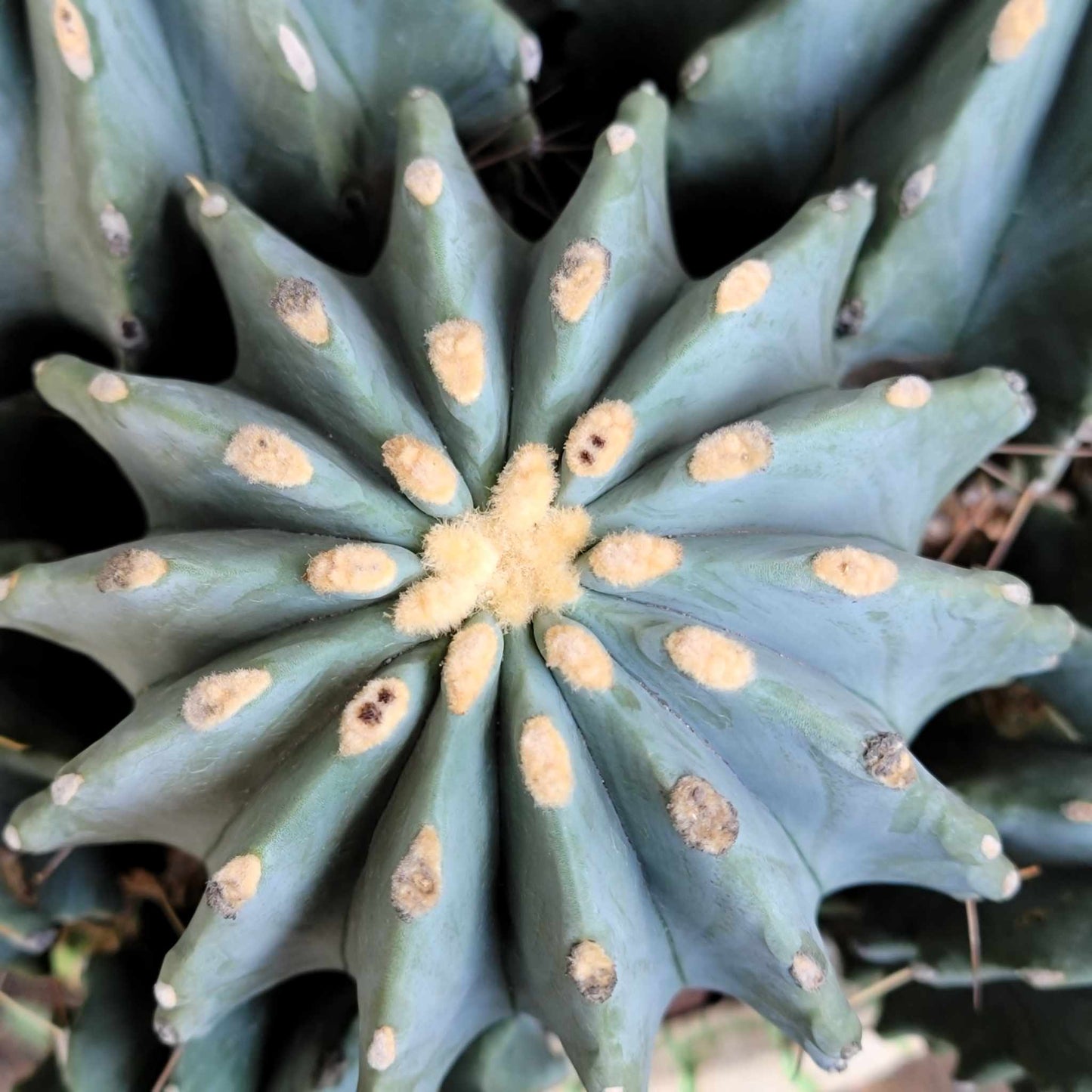 Ferocactus Glaucescens Inermis - Blue Barrel Cactus - Huge Cluster - Old