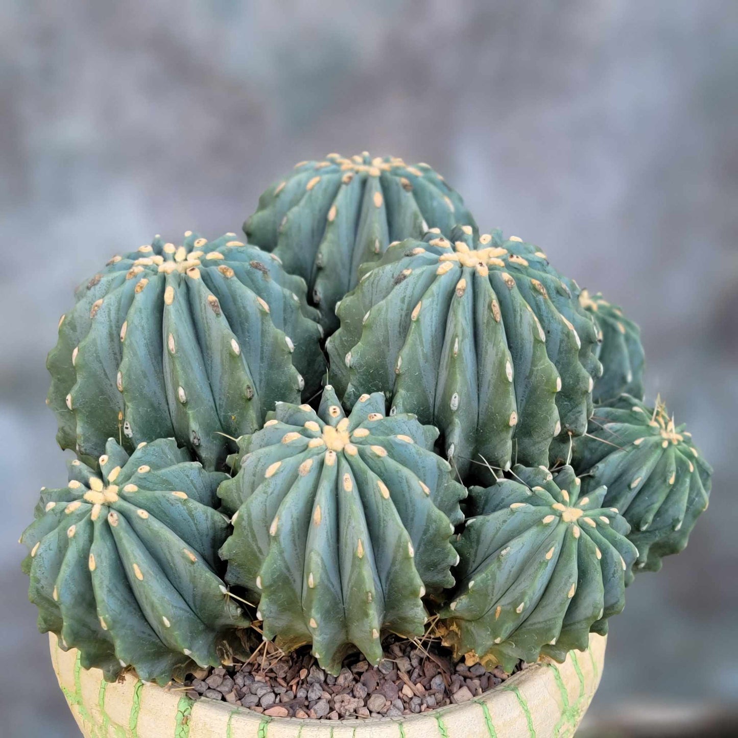 Ferocactus Glaucescens Inermis - Blue Barrel Cactus - Huge Cluster - Old