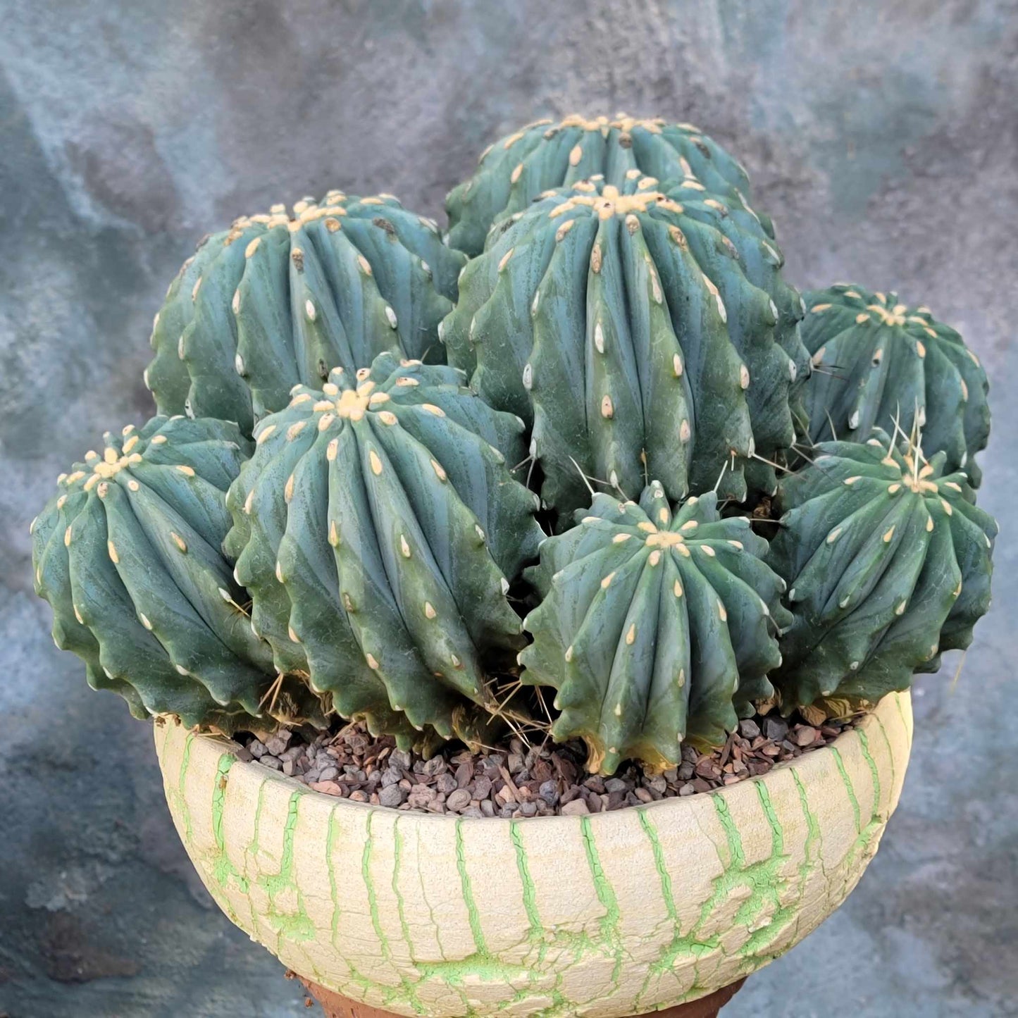 Ferocactus Glaucescens Inermis - Blue Barrel Cactus - Huge Cluster - Old